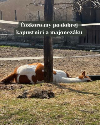 Pošli tomu, s kým sa takto vidíš čoskoro 😄 #horses#horsevision#funny#christmas